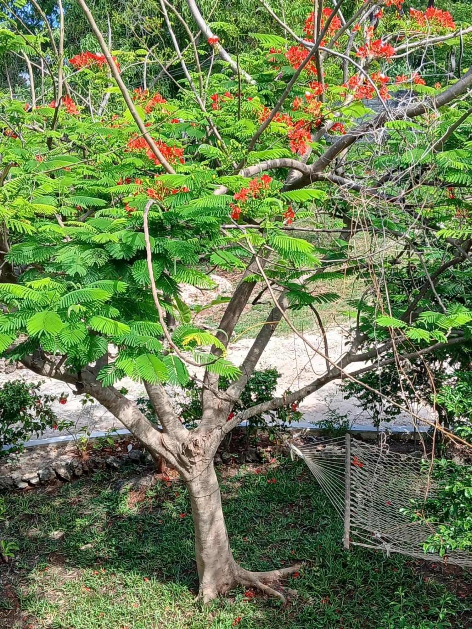 Majani Breeze Villa Nungwi Exterior foto
